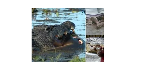 Zimbabwean pastor eaten by 3 crocodiles while trying to walk on water like Jesus