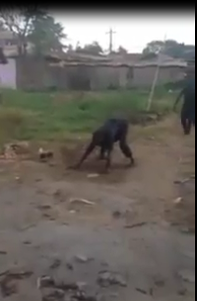 See how drunk police officer 'in uniform' rolled on muddy floor