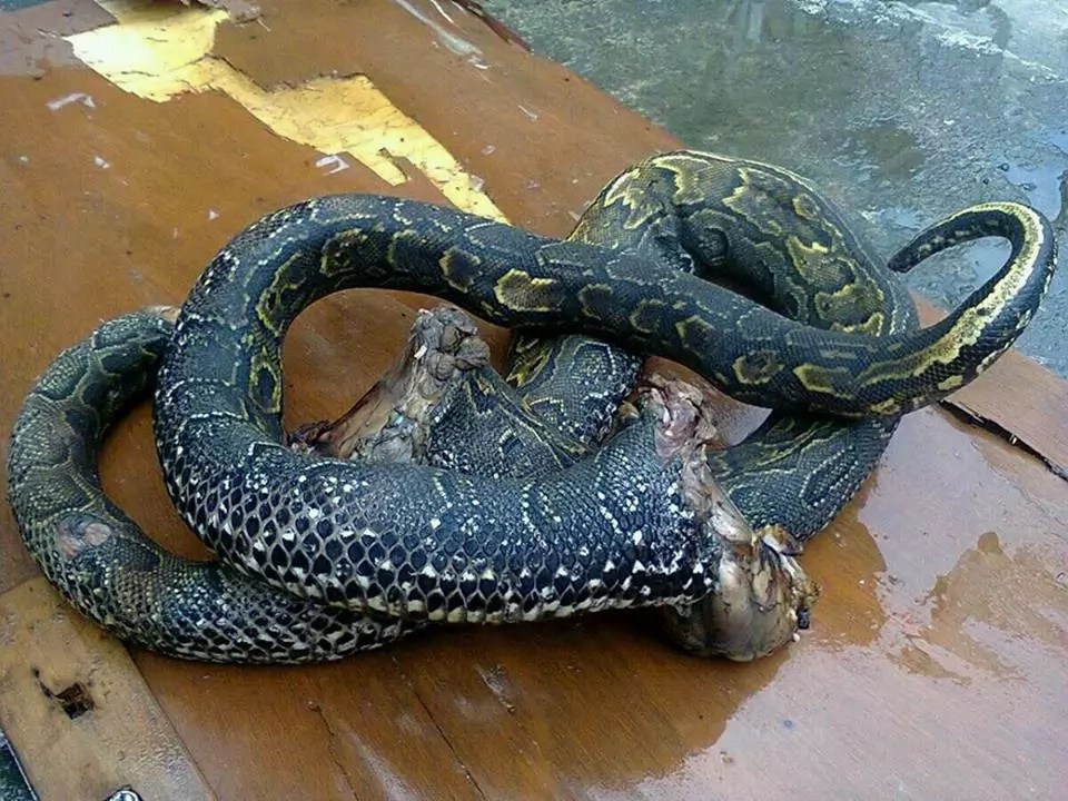 Drama as Kaduna pastor, members flee after snake appears
