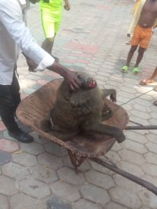 Baboon attack in Awka