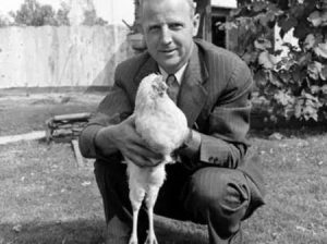 Lloyd Olsen and the headless chicken