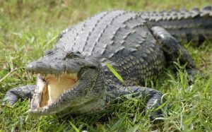 Crocodile
