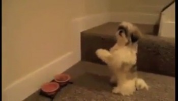 Have You Seen Dogs Praying Before Eating? Must Watch! 8 Dogs-Praying-Before-Eating