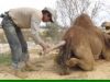 Ever-Seen-A-Camel-Give-Birth