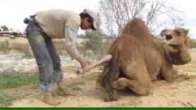 Ever-Seen-A-Camel-Give-Birth