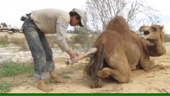 Ever-Seen-A-Camel-Give-Birth