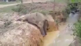 This-Video-Should-Challenge-Humanity