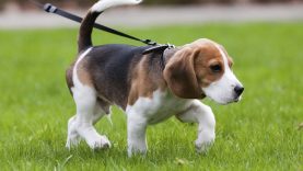 You Will Cry After You See What The Dog Did