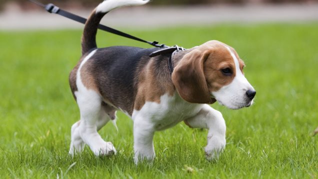 You Will Cry After You See What The Dog Did