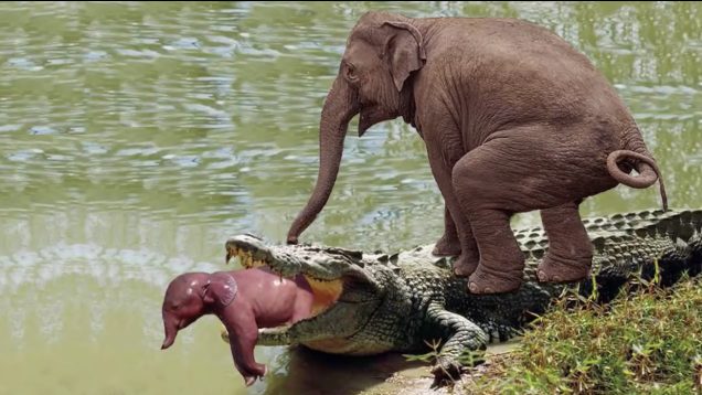 See moments when Mother Elephant attacks Crocodile very hard to save her baby - Wild life 8 A09694F3-AF13-43EF-B90E-24815005DD2F