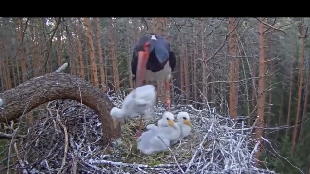 See the worst animal parents on the animal kingdom 13 9C813B8B-E0CB-4A57-9681-5525FDC1F9D3