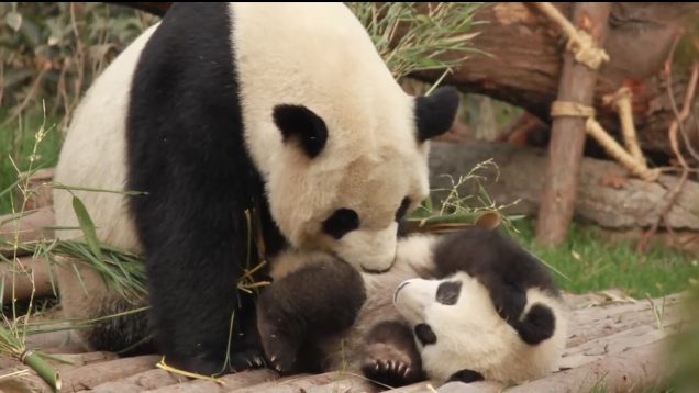 You Have Never Seen These Animals Looking Like Newborns ? 11 E42230F8-E090-415E-ACFF-6BF88FC851EF