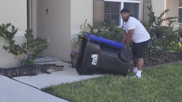 Watch The Video When A Florida Man Caught Alligator Using A Trash Can 9 8C3F931D-28FD-48C2-B4EF-A182303DED5B