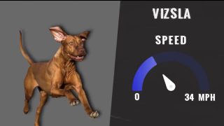 Everyone is in love with these dogs than run faster than Usain Bolt! 15 ECCFDE99-C5D7-47EE-8A62-3B5071631A6E